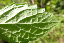 Ventral-side-of-Lemon-balm-leaf
