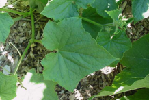 Leaves-of-Lemon-Cucumber