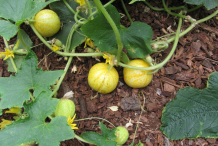 Lemon-Cucumber-Plant
