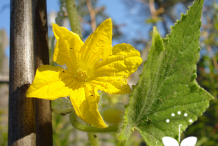 Lemon-Cucumber-blossom-&-leaf