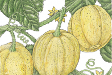 Plant-Illustration-of-Lemon-Cucumber