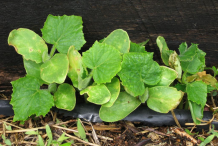 Small-Lemon-Cucumber-plant