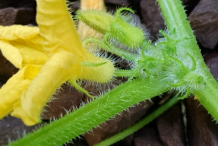 Stem-and-flower-of-Lemon-Cucumber