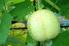 Lemon-Cucumber-on-the-plant