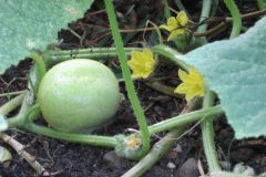 Unripe-Lemon-Cucumber