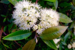 Flower-of-Lemon-myrtle