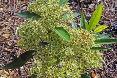 Lemon-myrtle-Plant
