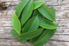 Lemon-myrtle-leaves