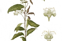 Plant-Illustration-of--Lemon-myrtle