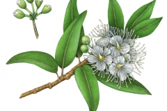 Sketch-of-Lemon-myrtle
