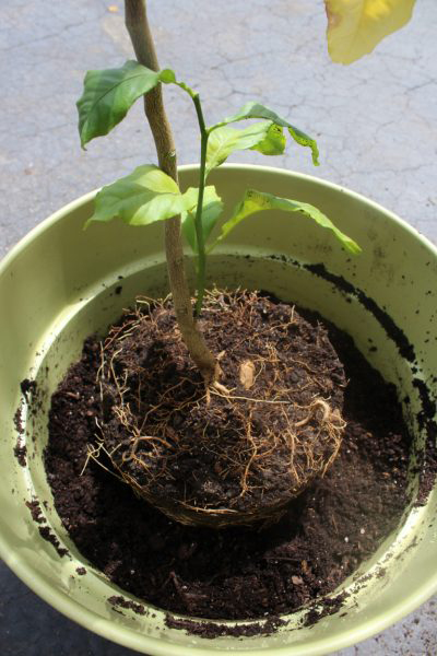 Lemon-plum-seedlings