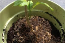 Lemon-plum-seedlings
