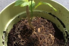 Lemon-plum-seedlings