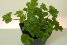 Lemon-Scented-Geranium-plant-grown-on-pot