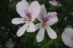 Flower-of-Lemon-Scented-Geranium