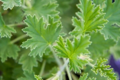 Leaves-of-Lemon-Scented-Geranium