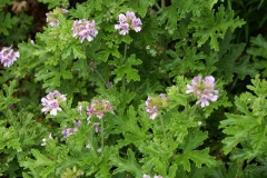 Lemon-Scented-Geranium-plant