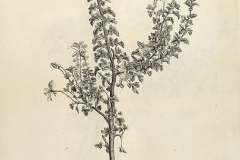 Plant-illustration-of-Lemon-Scented-Geranium