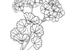 Sketch-of-Lemon-Scented-Geranium