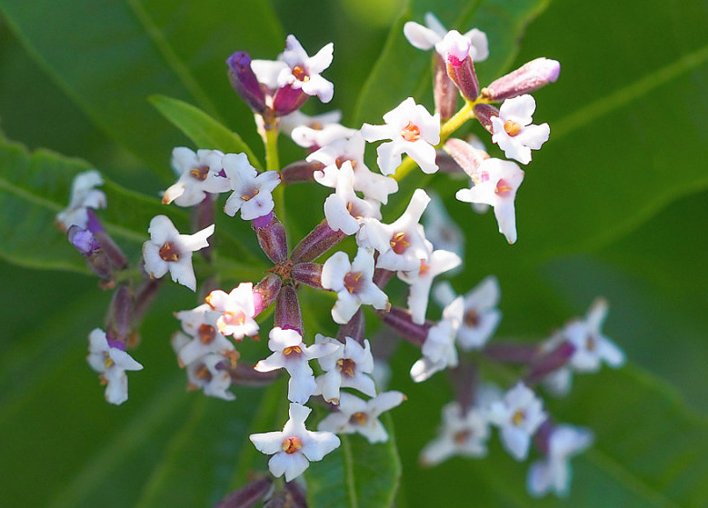 Close-up-flower-of-Lemon-Verbena