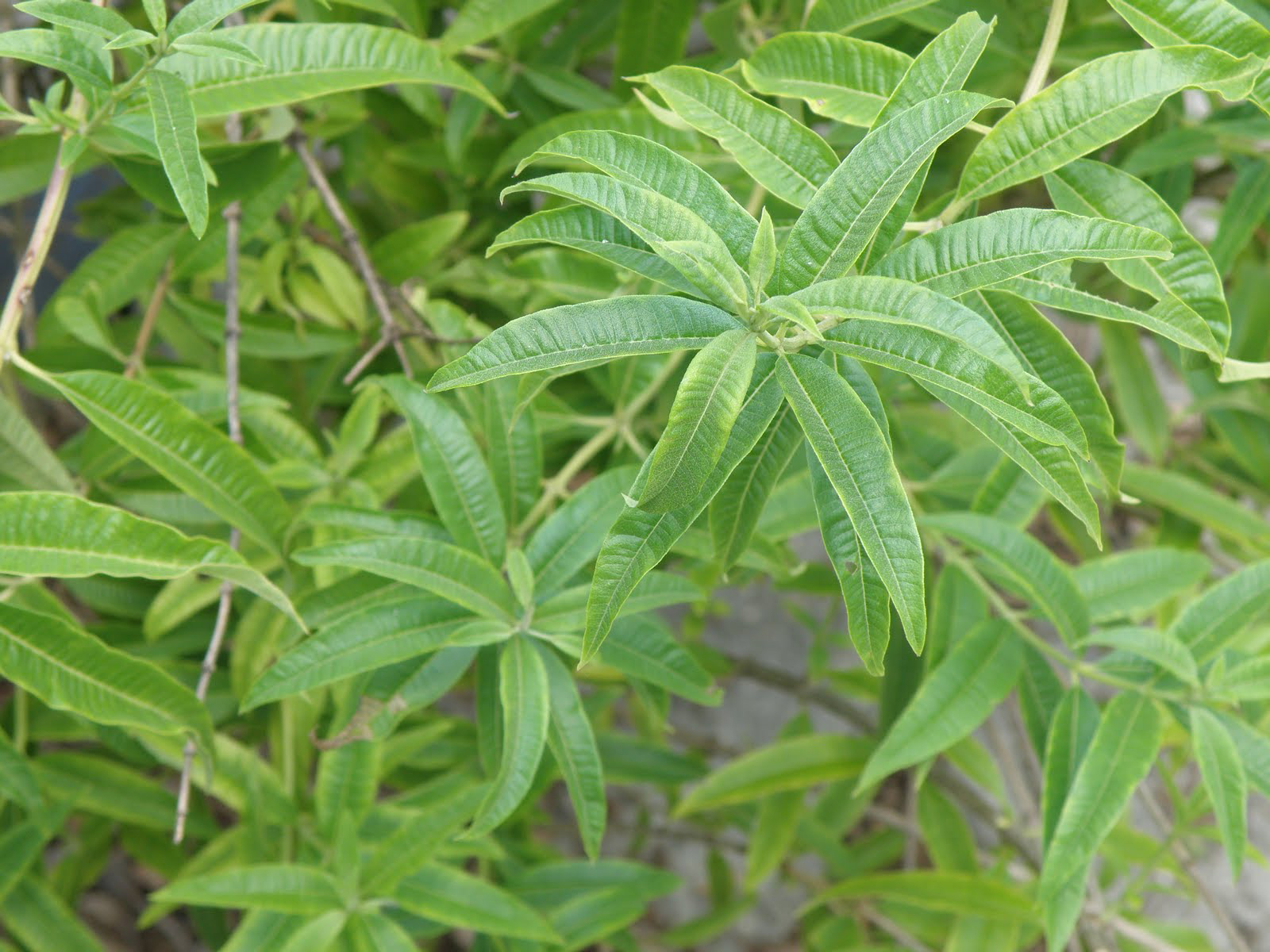 AgoraMarket Greek Lemon Verbena Dried Whole Leaves – 460g (16oz) Harvest June 2025