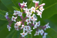 Close-up-flower-of-Lemon-Verbena