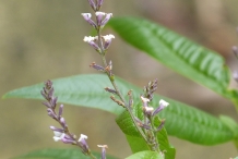 Flower-bud-of-Lemon-Verbena