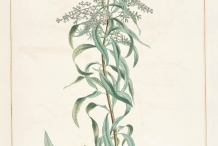 Illustration-of-Lemon-Verbena