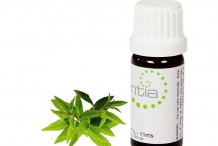 Lemon-Verbena-essential-oil