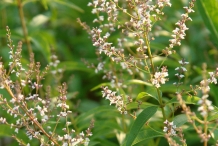 Lemon-Verbena-flowers