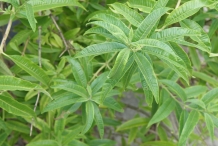 Lemon-Verbena-leaves