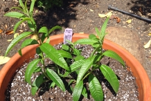 Lemon-Verbena-plant