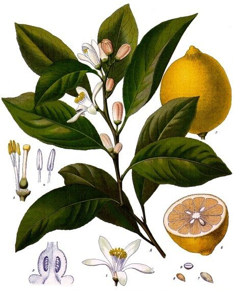 Lemon-plant-illustration
