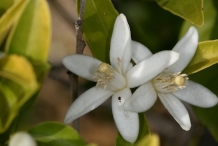 Lemon-close-up-flowers