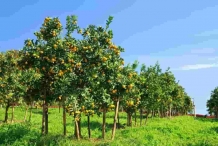 Lemon-farm