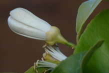 Lemon-flower-buds