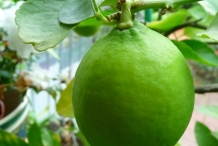 Lemon-fruit-unripe