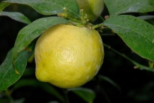 Lemon-fruit