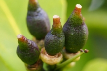 Lemon-growing