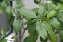 Lemon-leaves