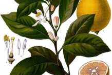 Lemon-plant-illustration
