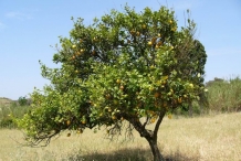 Lemon-tree