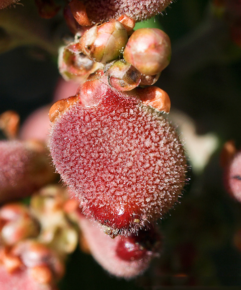 Closer-view-of-fruit-of-Lemonade-Berry