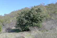 Lemonade-Berry-plant-growing-wild
