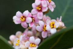 Flowers-of-Lemonade-Berry