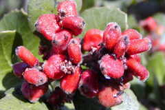 Fruit-of-Lemonade-Berry