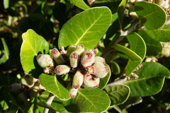 Immature-fruits-of-Lemonade-Berry