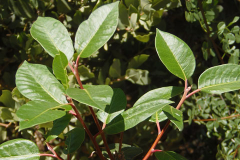 Leaves-of-Lemonade-Berry