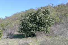Lemonade-Berry-plant-growing-wild
