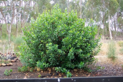 Lemonade-Berry-plant